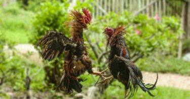 Vietnamese cockfighting