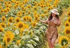 sunflower field in hanoi