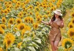 sunflower field in hanoi