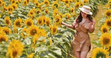 sunflower field in hanoi